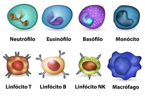 macrofagos sao celulas de defesa